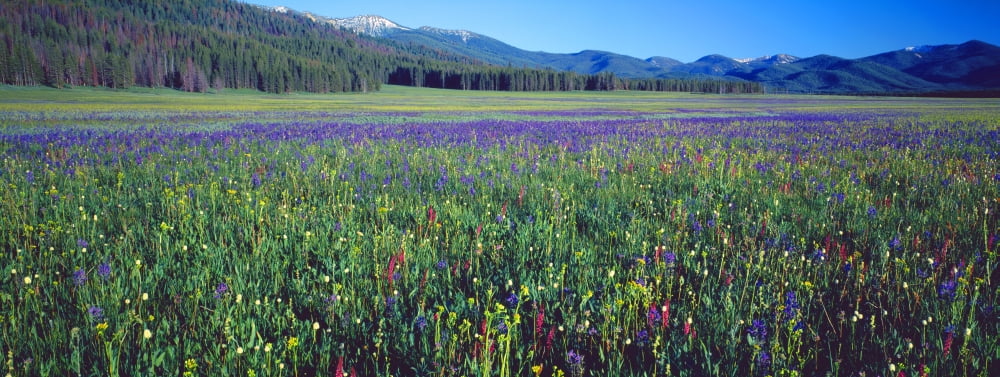 Flowers in a field Salmon Idaho USA Canvas Art - Panoramic Images (36 x 12)