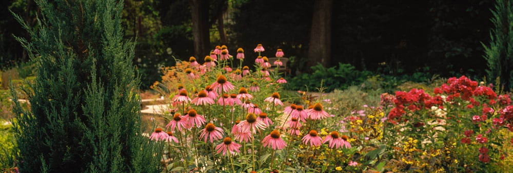 Flowers in a garden California USA Canvas Art - Panoramic Images (27 x 9)