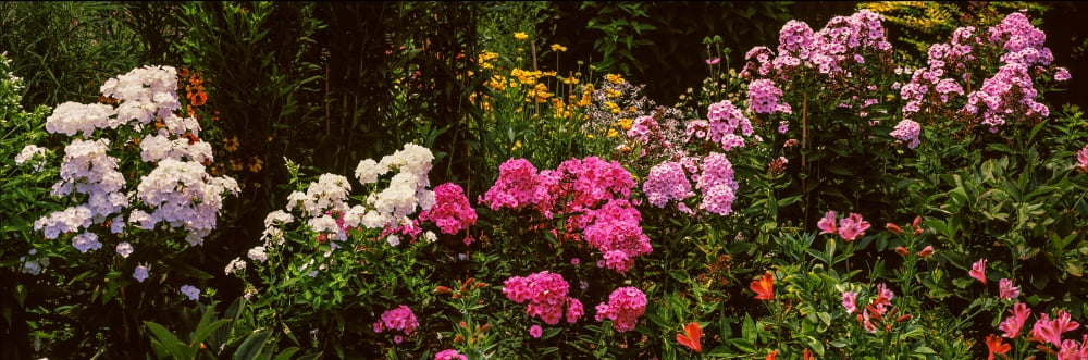 Flowers in a garden California USA Canvas Art - Panoramic Images (36 x 12)