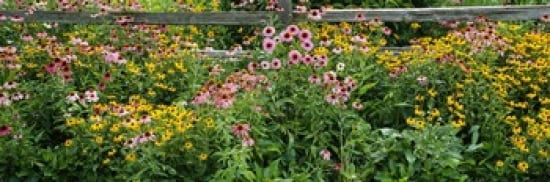 Flowers in a garden Canvas Art - Panoramic Images (36 x 12)