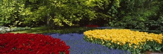 Flowers in a garden Keukenhof Gardens Lisse Netherlands Canvas Art - Panoramic Images (36 x 12)