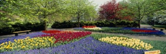 Flowers in a garden Keukenhof Gardens Lisse Netherlands Canvas Art - Panoramic Images (36 x 12)