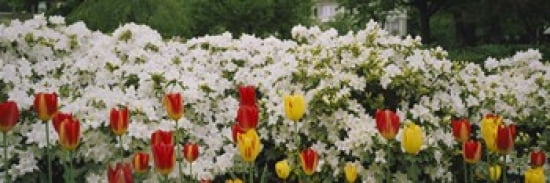 Flowers in a garden Sherwood Gardens Baltimore Maryland USA Canvas Art - Panoramic Images (36 x 12)