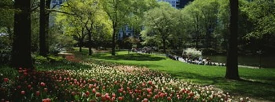 Flowers in a park Central Park Manhattan New York City New York State USA Canvas Art - Panoramic Images (30 x 12)
