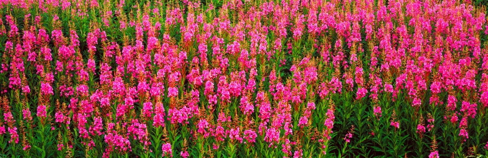 Flowers in bloom Alaska USA Canvas Art - Panoramic Images (12 x 36)