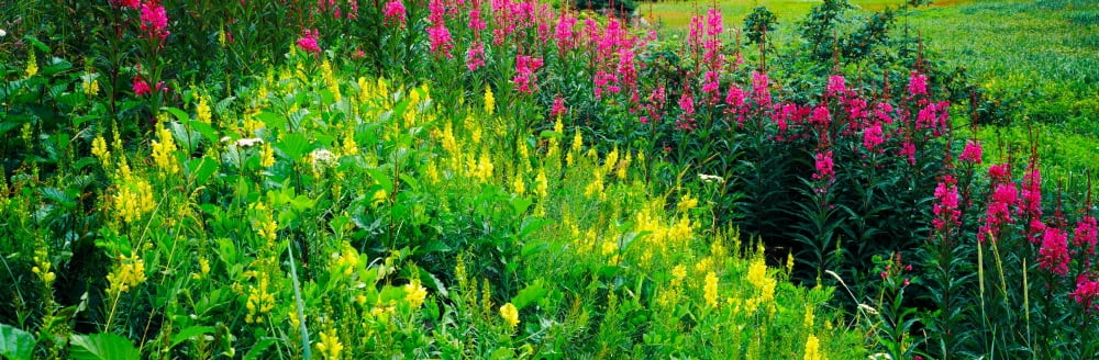 Flowers in bloom Alaska USA Canvas Art - Panoramic Images (12 x 36)