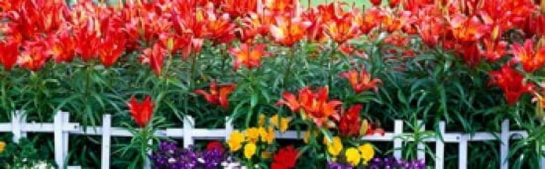 Flowers in bloom Alaska USA Canvas Art - Panoramic Images (36 x 12)