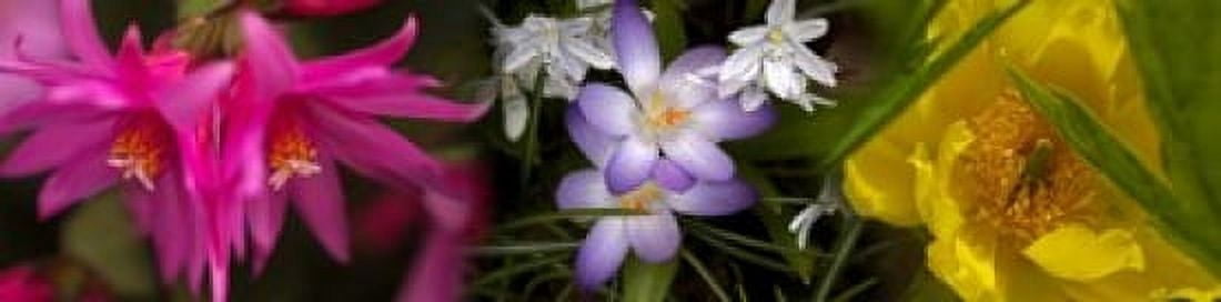 Flowers in pastel colors Canvas Art - Panoramic Images (40 x 10)