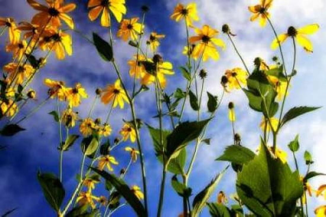 Flowers in the Sun I Canvas Art - Alan Hausenflock (20 x 28)