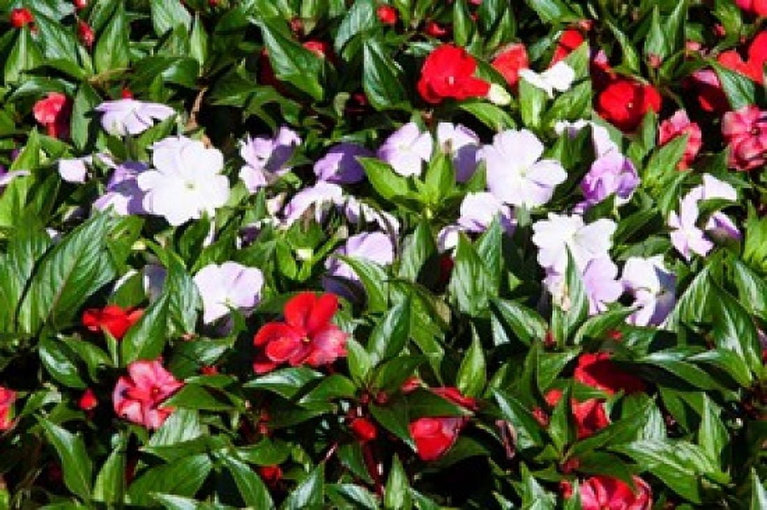 Flowers in the garden at Villa Carlotta Tremezzo Lake Como Lombardy Italy Canvas Art - Panoramic Images (36 x 24)