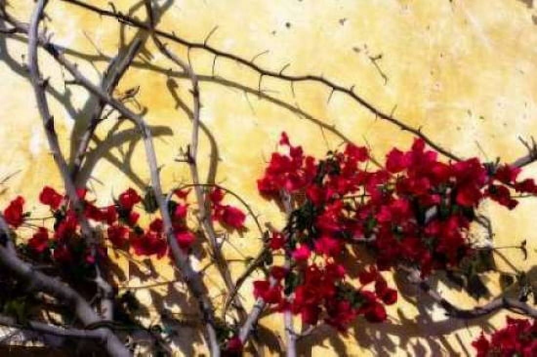 Flowers of Carmel I Canvas Art - Alan Hausenflock (12 x 18)