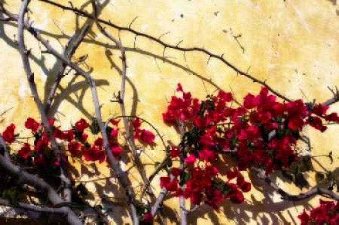 Flowers of Carmel I Canvas Art - Alan Hausenflock (24 x 36)