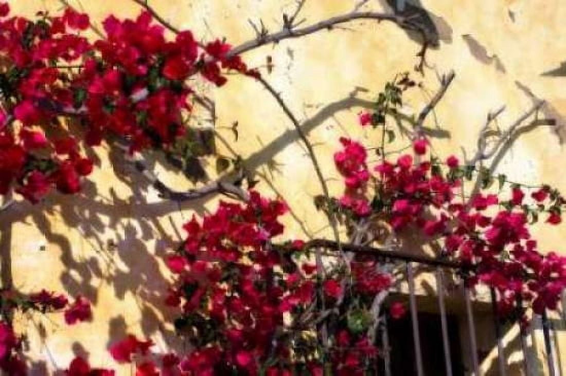 Flowers of Carmel II Canvas Art - Alan Hausenflock (24 x 36)