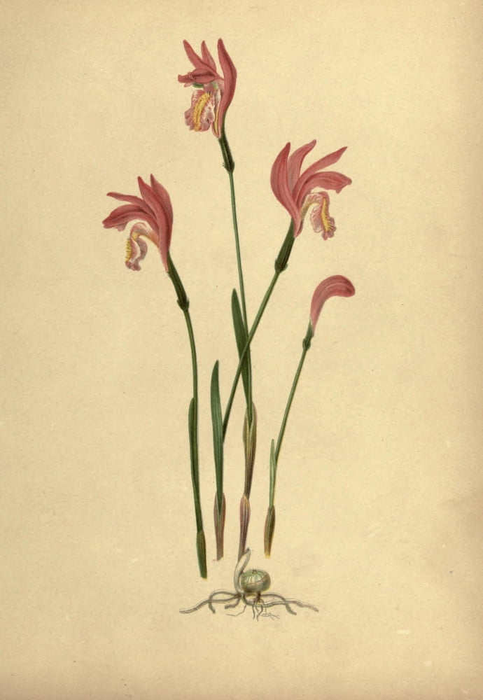 Flowers of Field & Forest 1882 Arethusa Canvas Art - I Sprague (18 x 24)