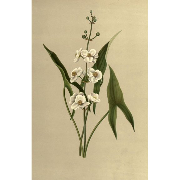 Flowers of Field & Forest 1882 Arrow-head Poster Print by I. Sprague (24 x 36)