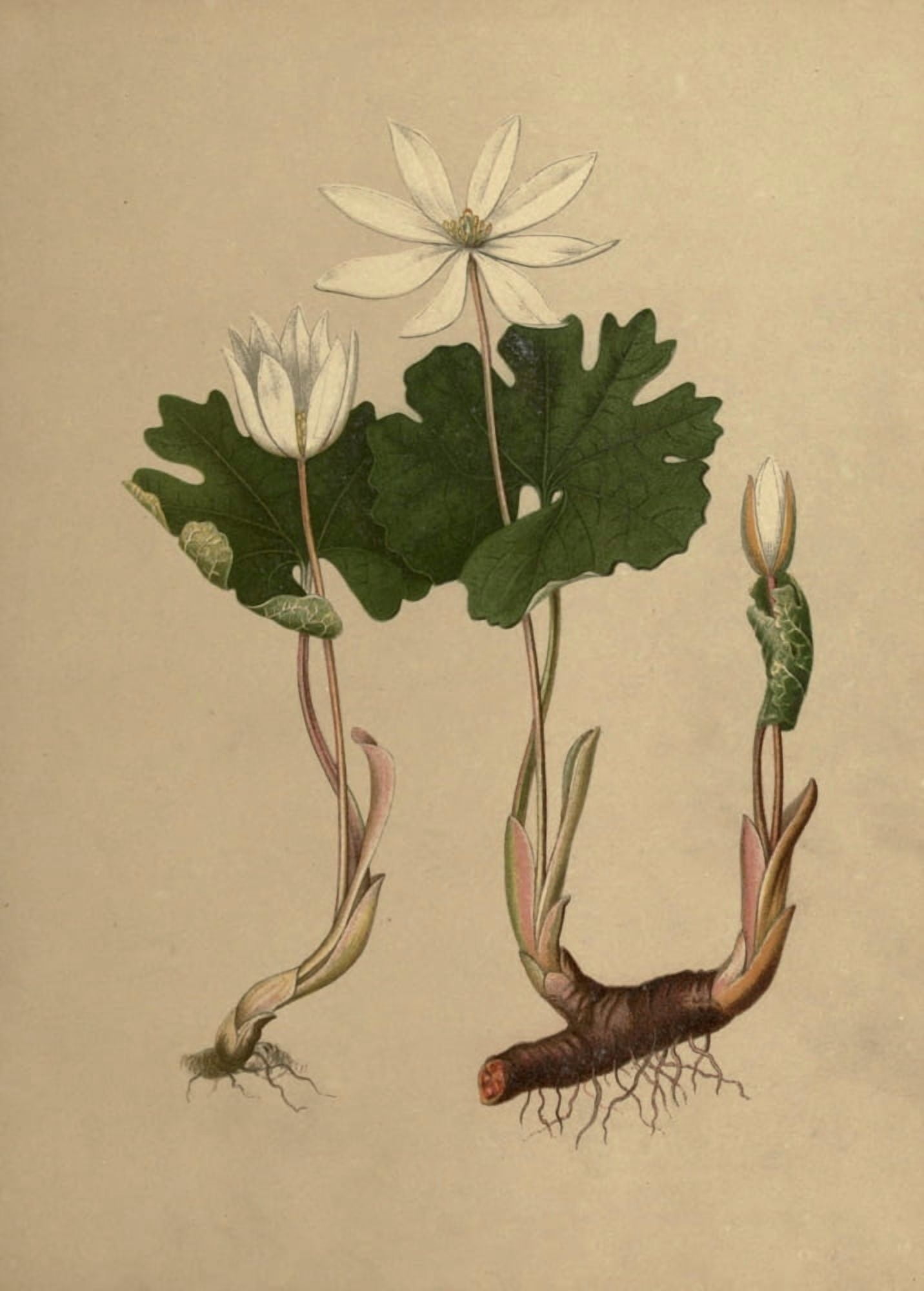 Flowers of Field & Forest 1882 Blood-root Canvas Art - I Sprague (24 x 36)