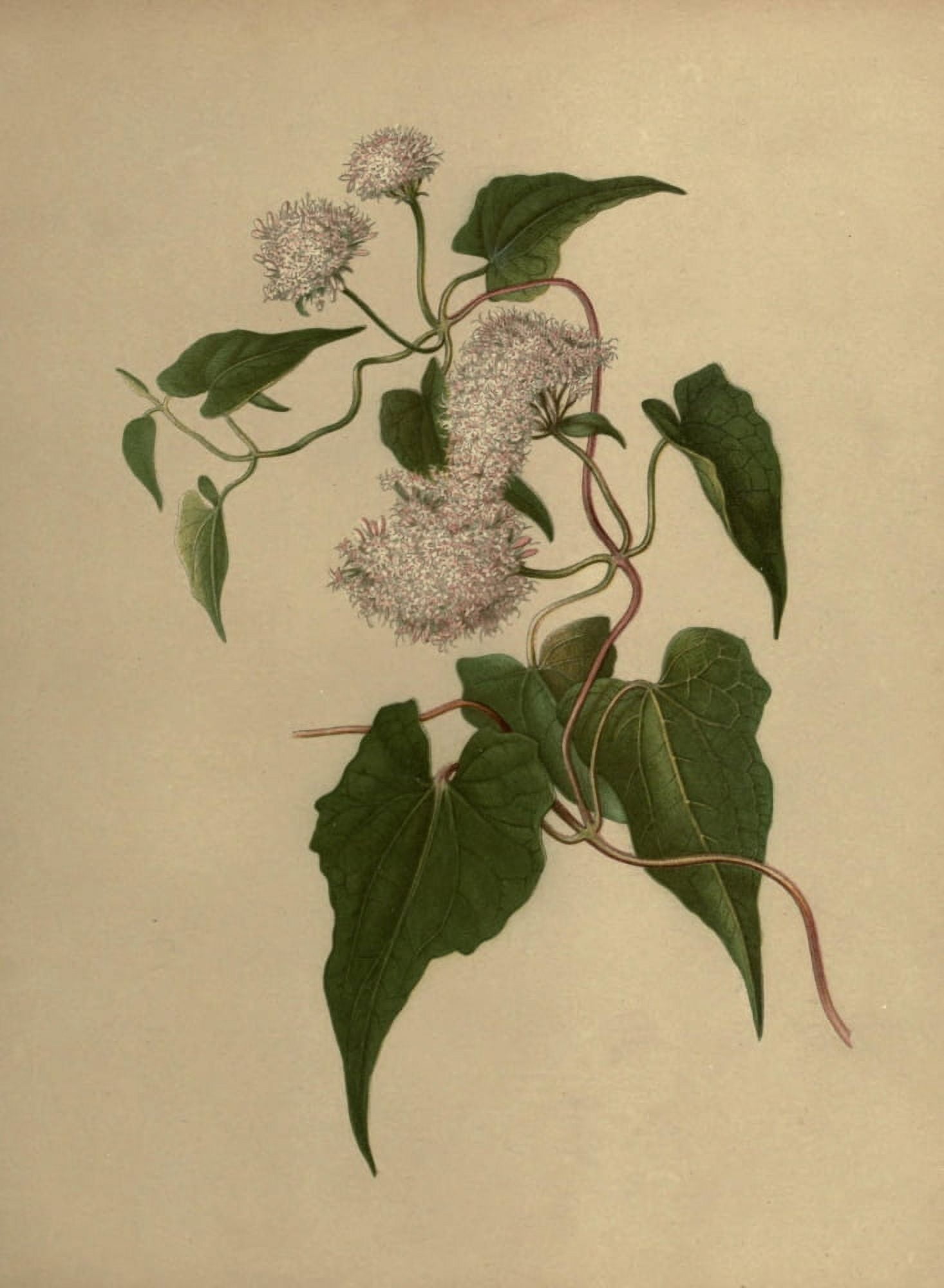 Flowers of Field & Forest 1882 Climbing Hemp-weed Canvas Art - I Sprague (18 x 24)