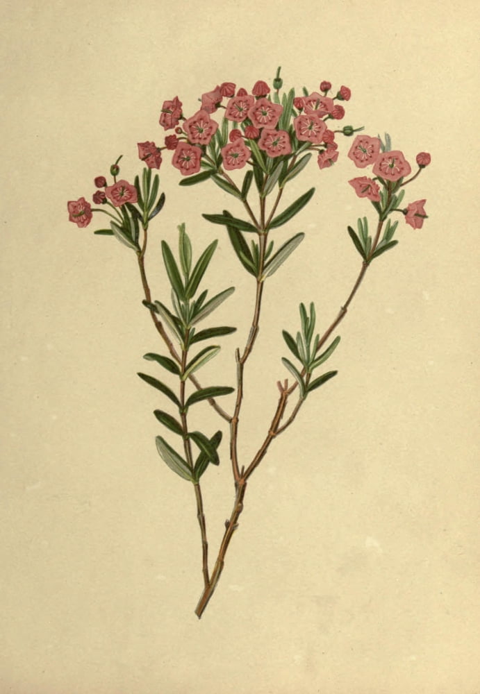 Flowers of Field & Forest 1882 Pale Laurel Canvas Art - I Sprague (18 x 24)