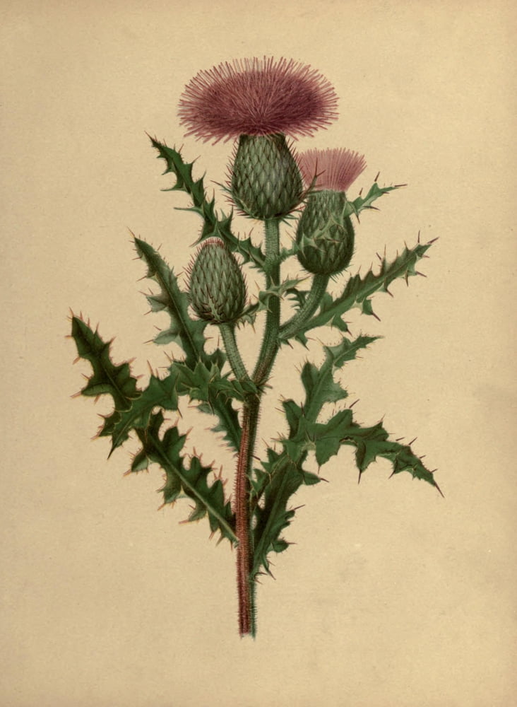 Flowers of Field & Forest 1882 Pasture Thistle Canvas Art - I Sprague (18 x 24)