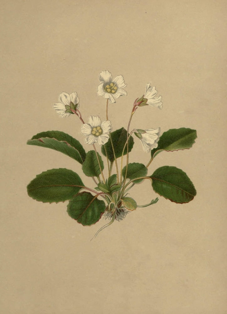 Flowers of Field & Forest 1882 Shortia Canvas Art - I Sprague (24 x 36)