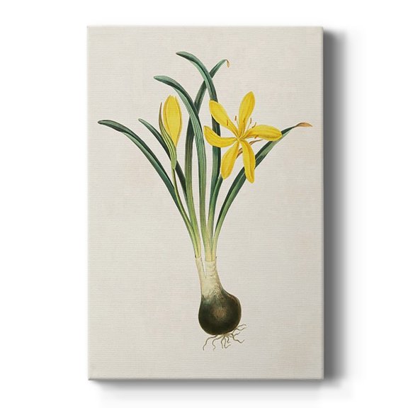 Flowers of the Seasons VI Premium Gallery Wrapped Canvas - Ready to Hang