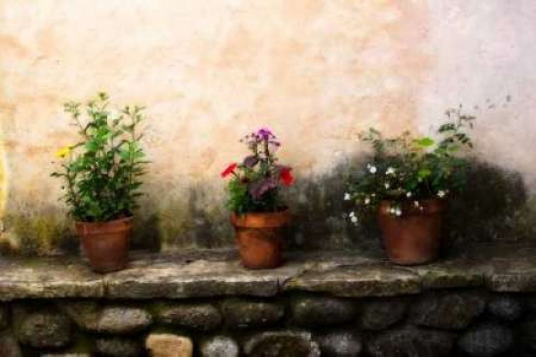 Flowers on a Wall Canvas Art - Alan Hausenflock (24 x 36)