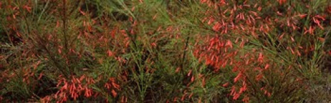 Flowers on coral plants (Russelia equisetiformis) Longboat Key Manatee County Florida USA Canvas Art - Panoramic Images (18 x 6)