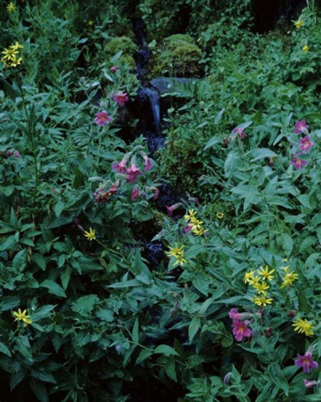 Flowers on plants Castle Crest Wildflower Garden Trail Munson Creek Crater Lake National Park Oregon USA Canvas Art - Panoramic Images (29 x 36)