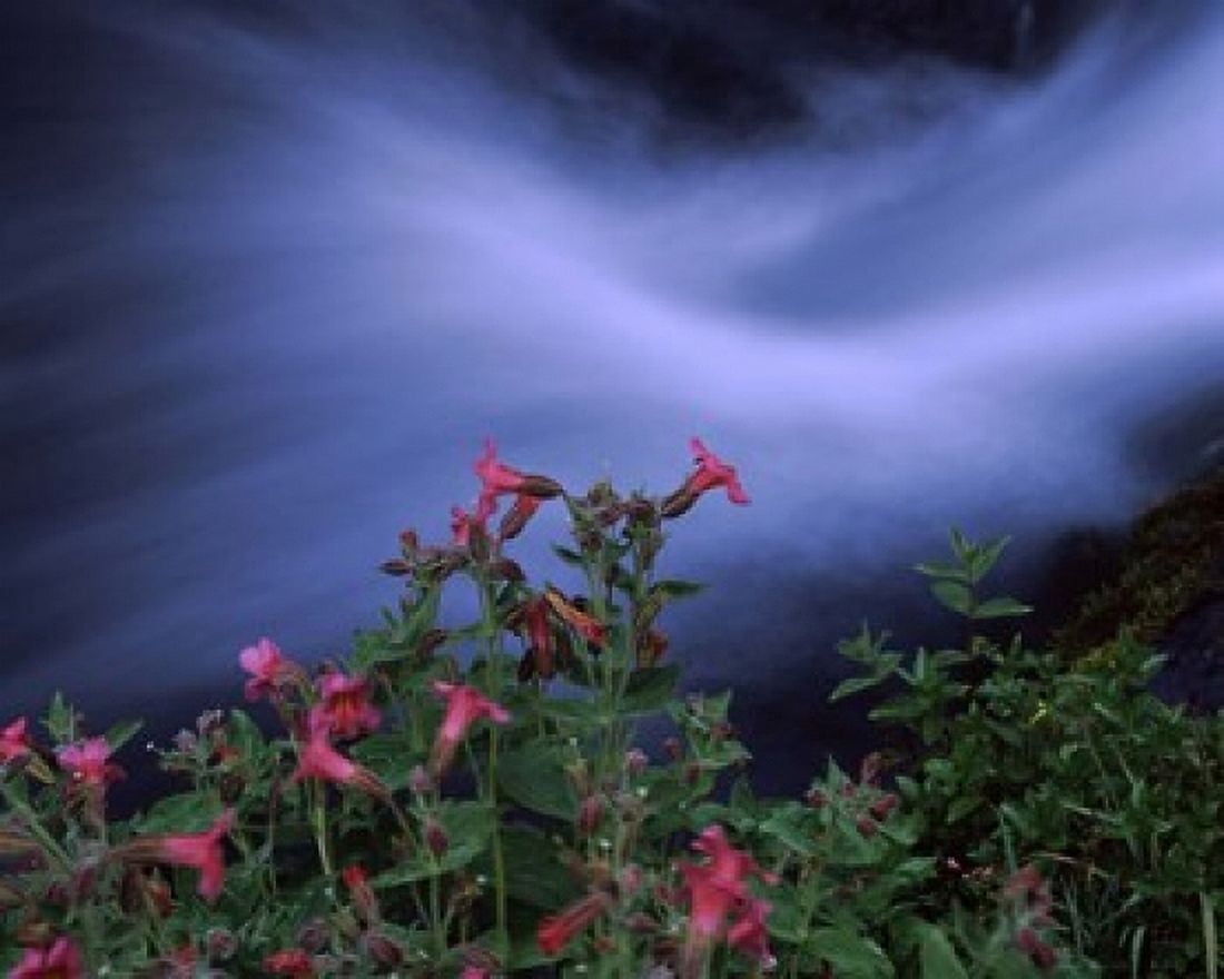 Flowers on plants Castle Crest Wildflower Garden Trail Munson Creek Crater Lake National Park Oregon USA Canvas Art - Panoramic Images (36 x 29)