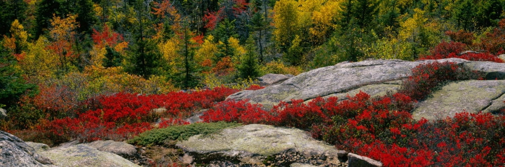 Flowers on rocks Acadia National Park Maine USA Canvas Art - Panoramic Images (36 x 12)