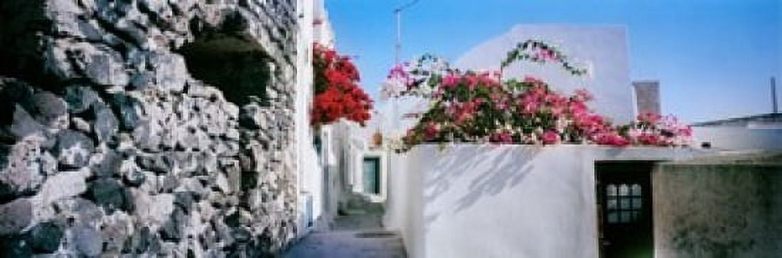 Flowers on rooftop of a house Santorini Greece Canvas Art - Panoramic Images (36 x 12)