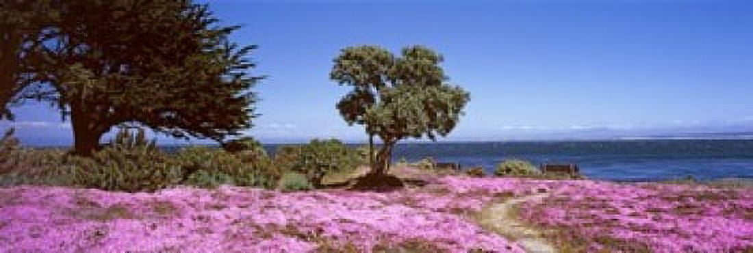 Flowers on the beach Pacific Grove Monterey County California USA Canvas Art - Panoramic Images (36 x 12)