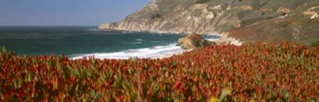 Flowers on the coast Big Sur California USA Canvas Art - Panoramic Images (18 x 6)