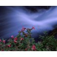 thumbnail image 1 of Flowers on plants, Castle Crest Wildflower Garden Trail, Munson Creek, Crater Lake National Park, Oregon, USA Poster Print by Panoramic Images (36 x 29), 1 of 1
