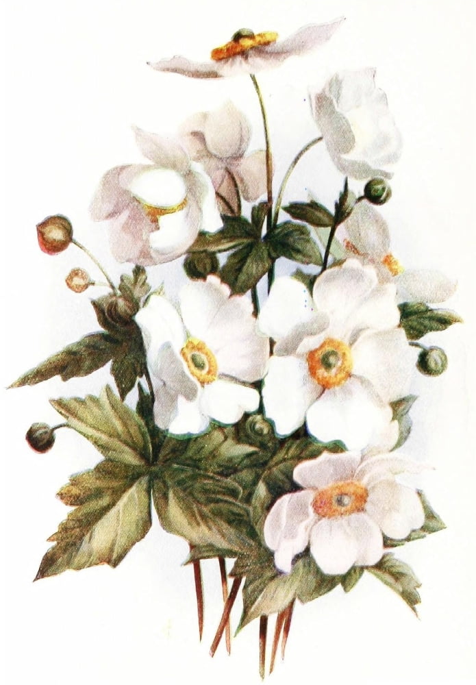 Flowers & their Story 1907 Autumn Anemone Canvas Art - Unknown (24 x 36)