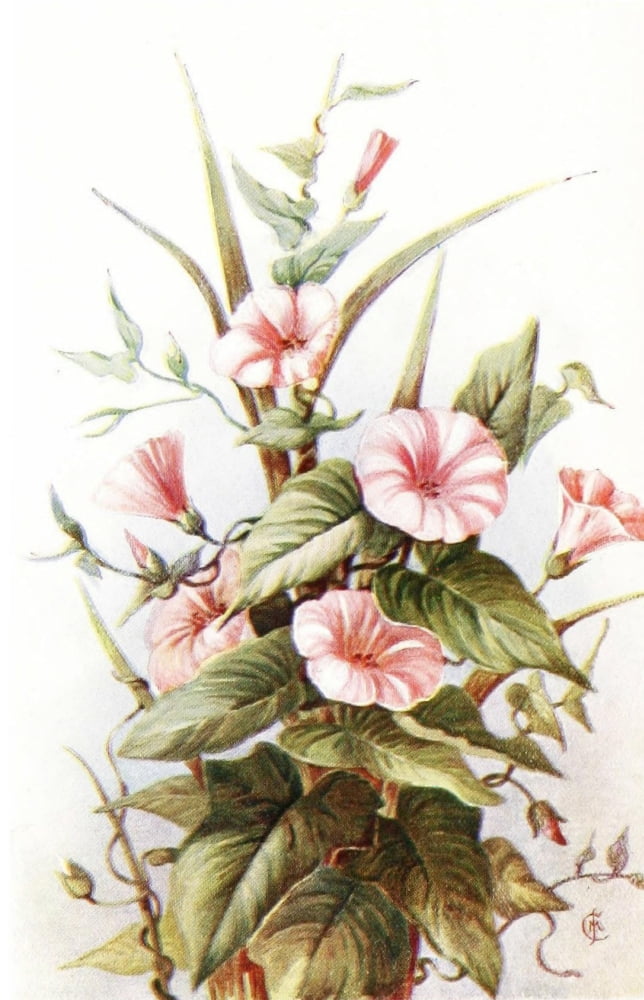 Flowers & their Story 1907 Convolvulus Canvas Art - Unknown (18 x 24)
