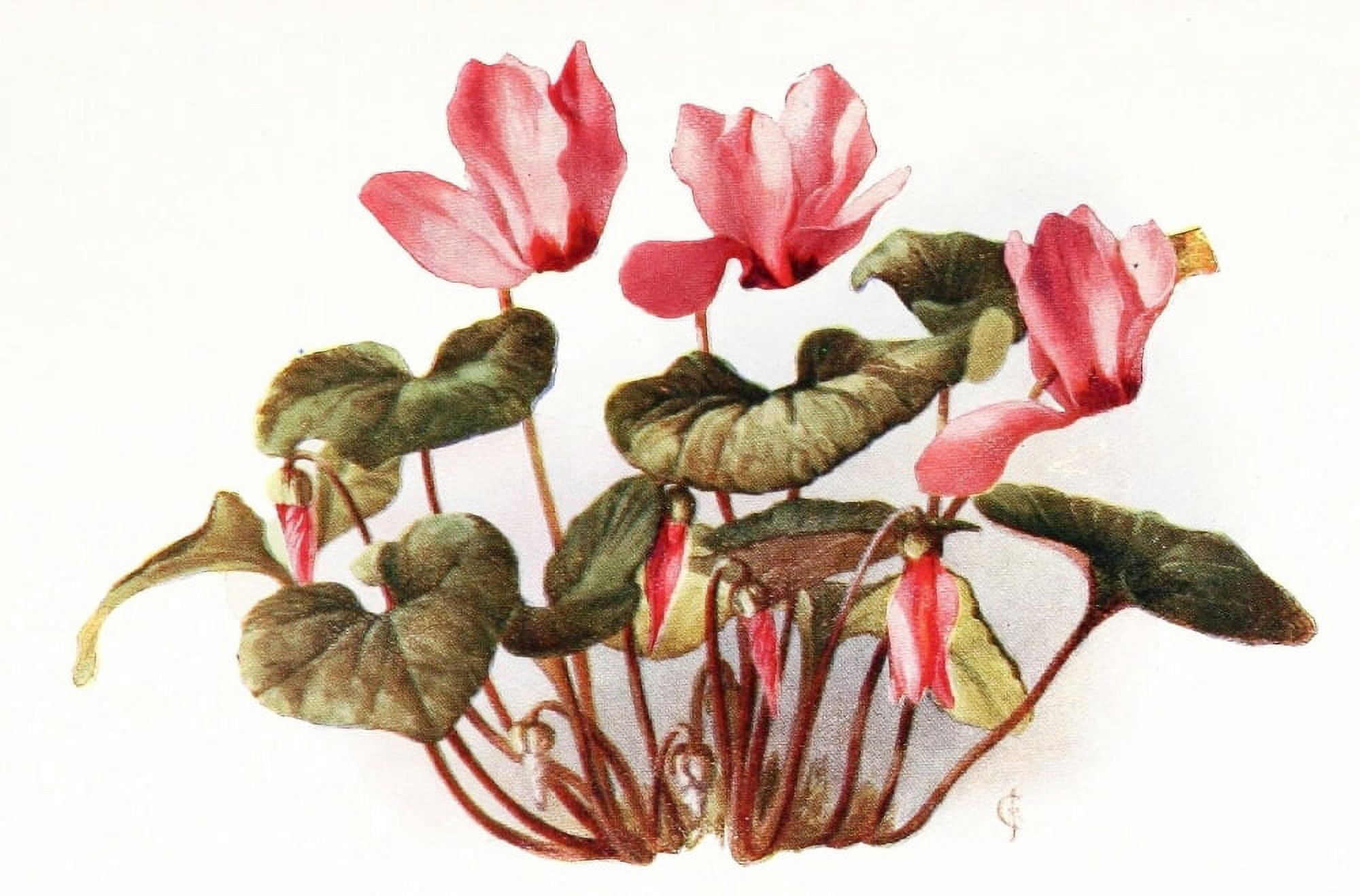 Flowers & their Story 1907 Cyclamen Canvas Art - Unknown (18 x 24)