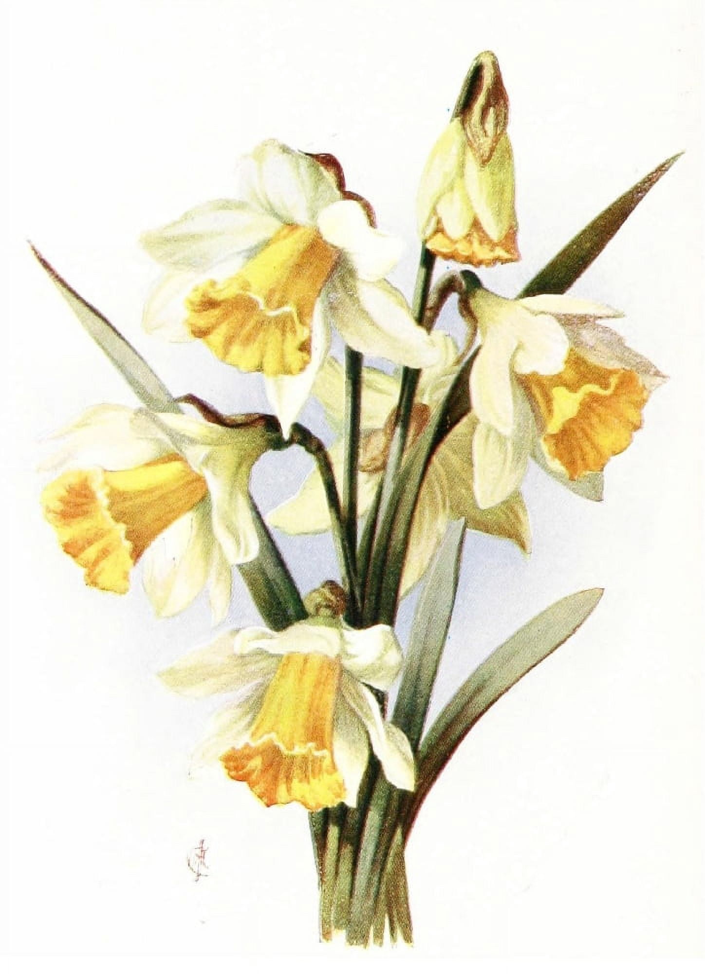 Flowers & their Story 1907 Daffodils Canvas Art - Unknown (24 x 36)