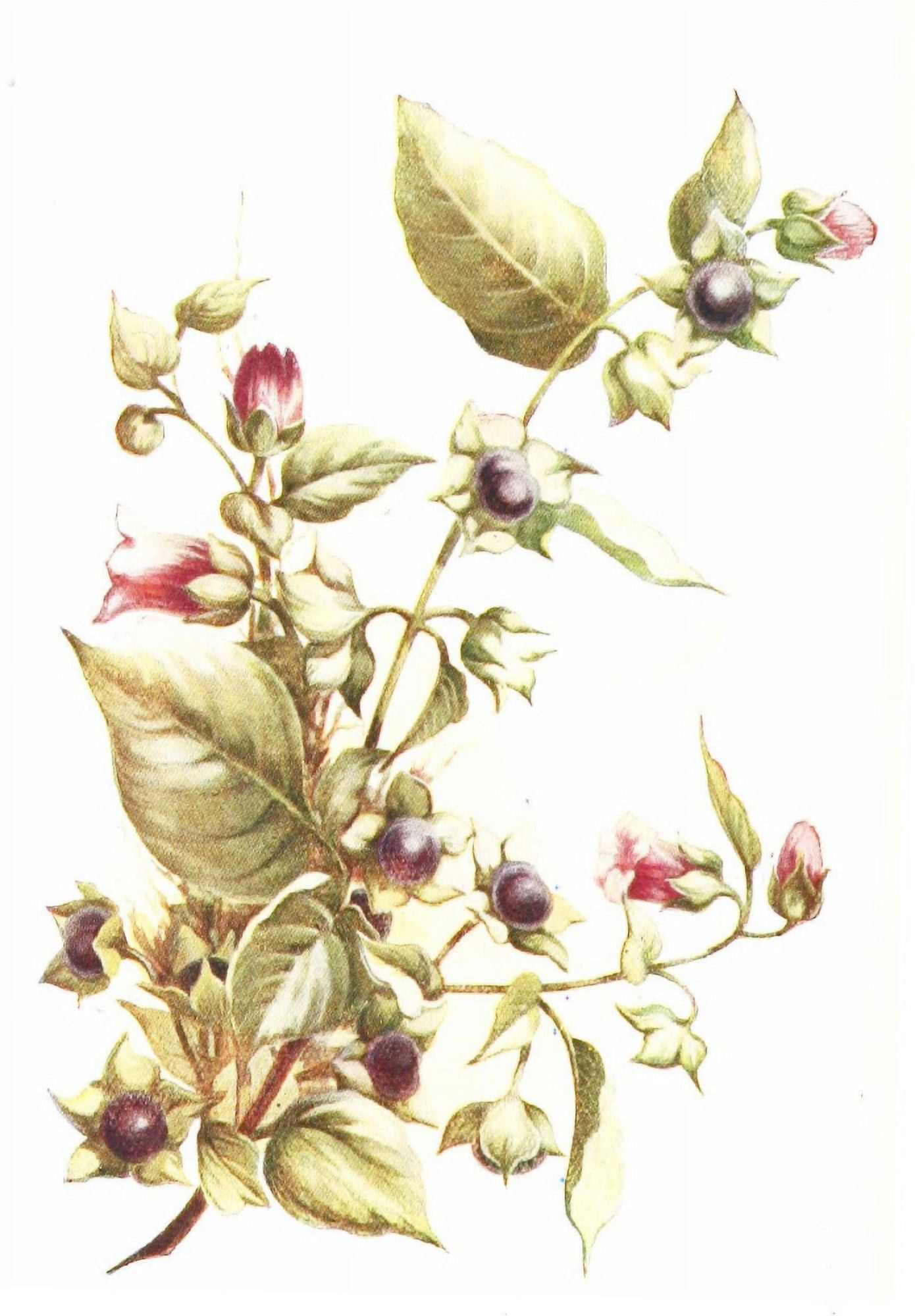 Flowers & their Story 1907 Deadly Nightshade Canvas Art - Unknown (18 x 24)