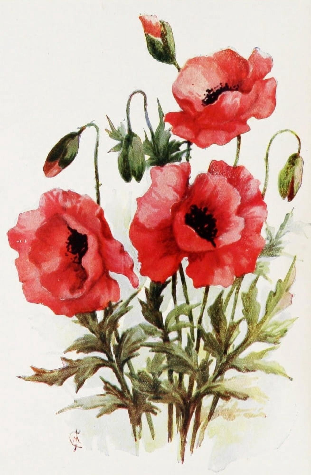 Flowers & their Story 1907 Poppies Canvas Art - Unknown (24 x 36)
