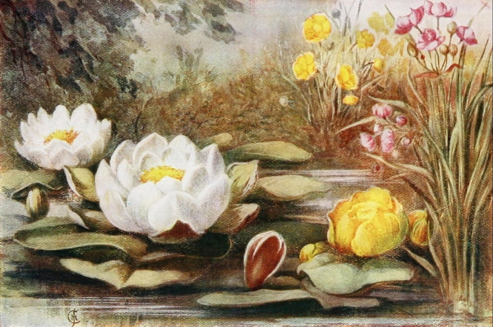Flowers & their Story 1907 Water-lilies Canvas Art - Unknown (24 x 36)