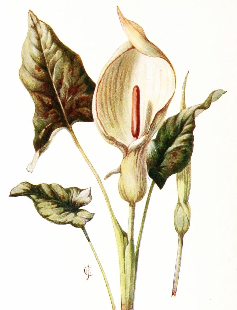 Flowers & their Story 1907 Wild Arum Lily Canvas Art - Unknown (24 x 36)
