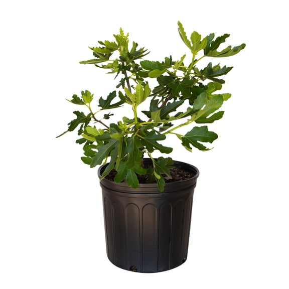 Expert Gardener Flowerwood Celeste Fig Live Tree