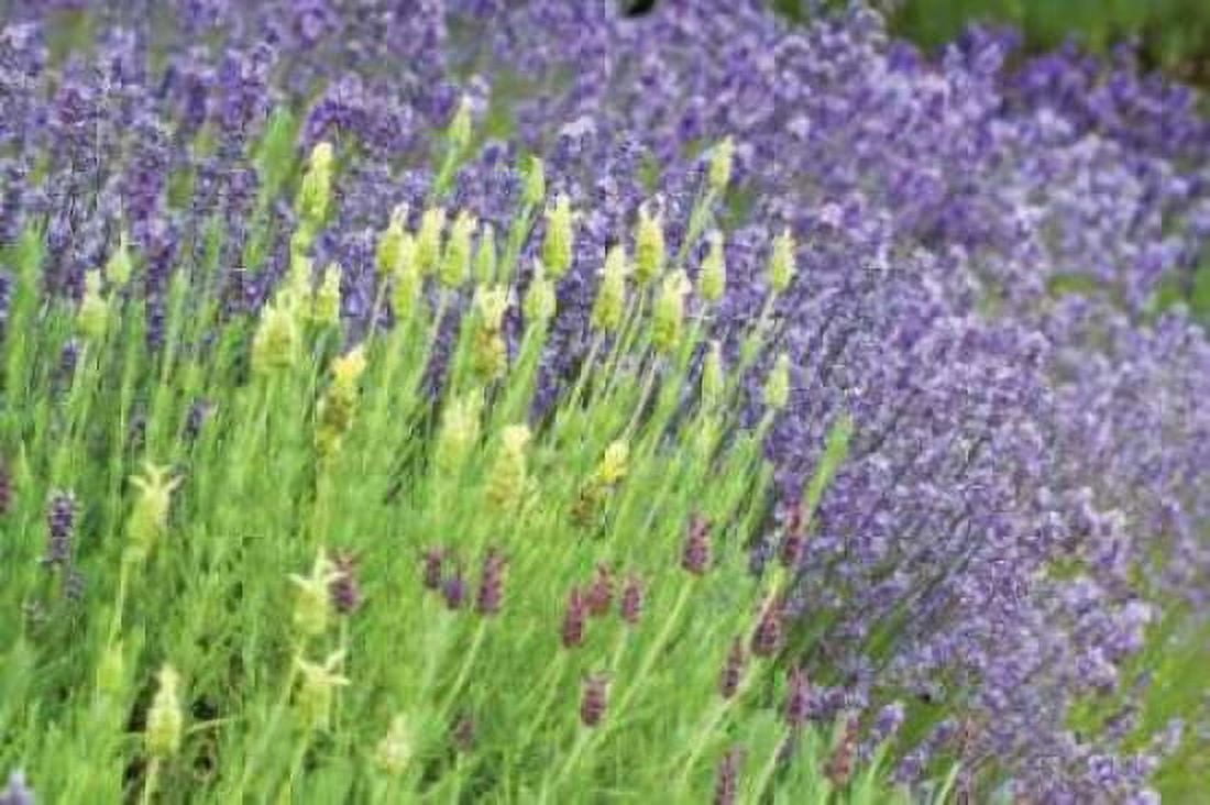 Flowing Lavender I Canvas Art - Dana Styber (12 x 18)