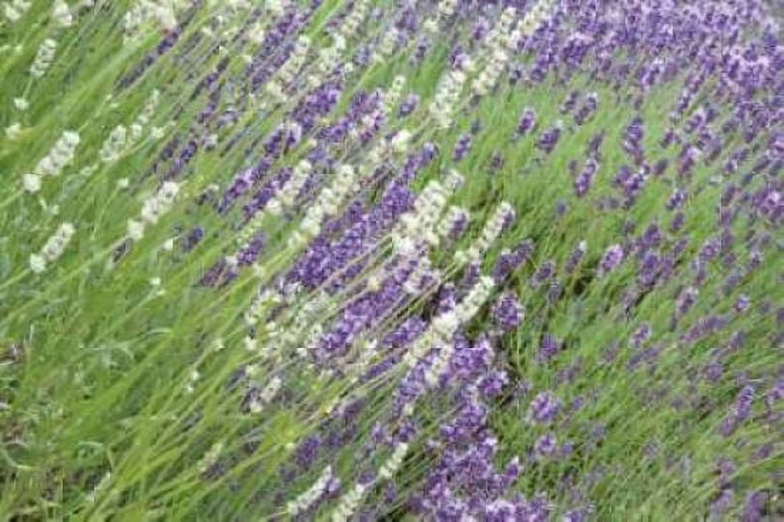 Flowing Lavender II Canvas Art - Dana Styber (12 x 18)