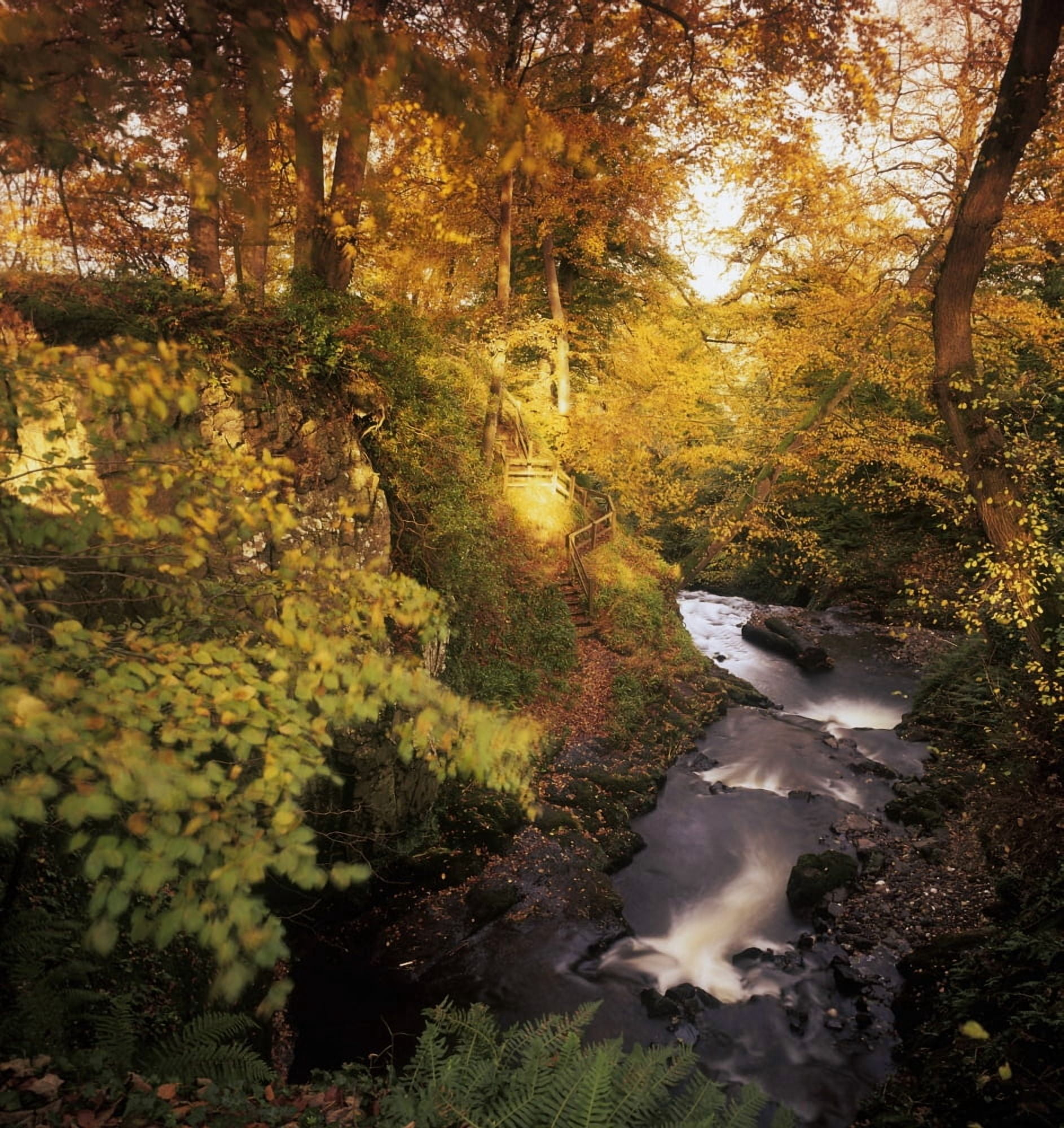 Flowing Water Through A Forest Glenarm County Antrim Northern Ireland Canvas Art - The Irish Image Collection Design Pics (30 x 32)