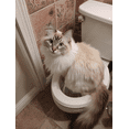 thumbnail image 1 of Fluffy Cat Toilet Scene Canvas Print, Art Decor for Living Room, Bedroom, Bathroom, Office, Hotel, 1 of 8