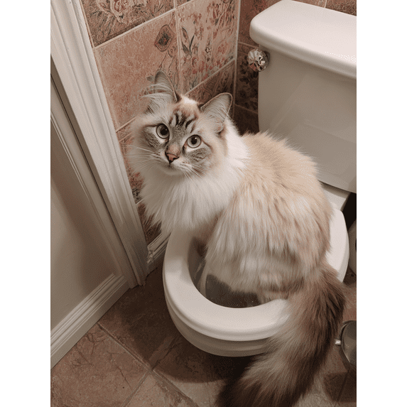 Fluffy Cat Toilet Scene Canvas Print, Art Decor for Living Room, Bedroom, Bathroom, Office, Hotel