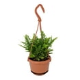 thumbnail image 1 of Fluffy Ruffles Fern - Nephrolepis exaltata - 4" Mini Hanging Basket, 1 of 2