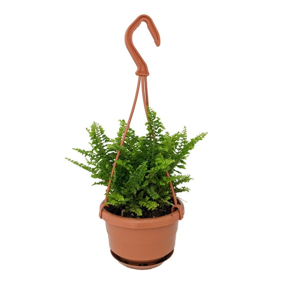 Fluffy Ruffles Fern - Nephrolepis exaltata - 4" Mini Hanging Basket